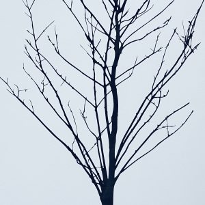 Andy Anh Ha - New growth tree