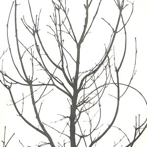 Andy Anh Ha - New Growth